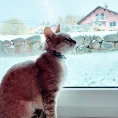 Melyasha
