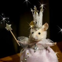 「 ✦ RAT ✦ 」