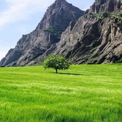 علیرضا روزگار تو نخواستی