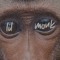 lilmonk