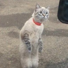 ༼;´༎ຶ۝༎ຶ༽