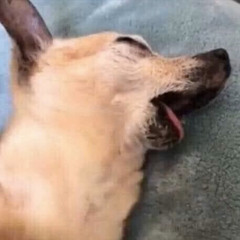 22309