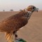 ALSHAMSI