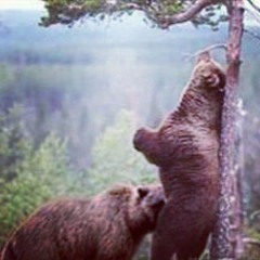 сосок императора