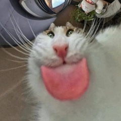nolszz
