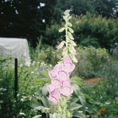 digitalis