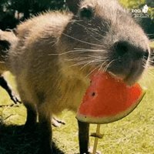 Stream Rob_tea music | Listen to songs, albums, playlists for free on ...