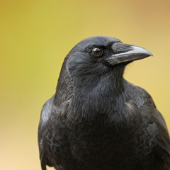 CrowNoir