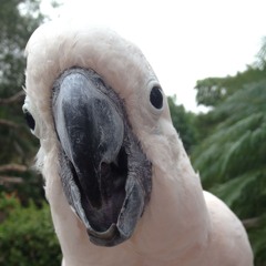 Loocer