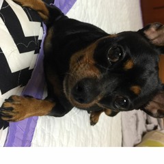 청춘스타 하이틴