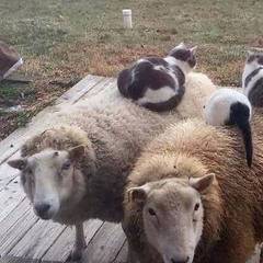 tup