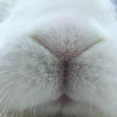 🎀 BunnyTot 🎀