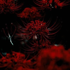 spider flower