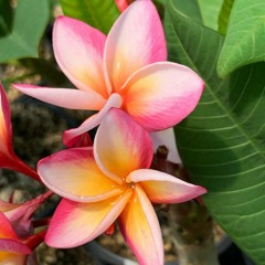 🌺Hiti'mau