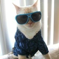 cool.cat