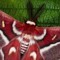 @no_reward4reality (mothman)