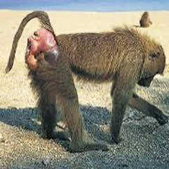 chloroCEBUS