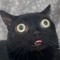 Newb