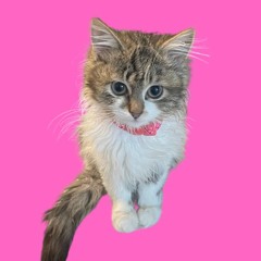 KITTEN MAFIA | MUSIC