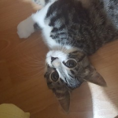 Alice