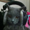 throwcatsatpeople70