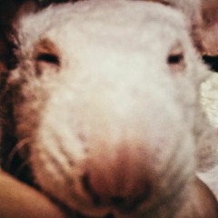 A'lbinos