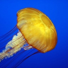 elektronik_jellyfish