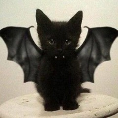 bat cat