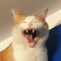 Ave Armagedon