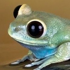 Froggie
