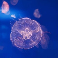 🔘🫟🔹MaHaNiTa🔹🫟🔘