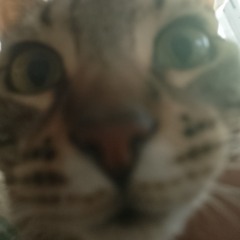 Jose