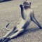 Diemeowing