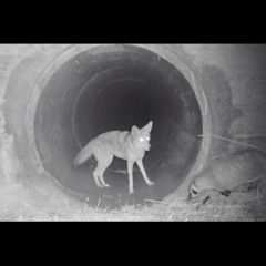 Lightrailcoyote