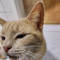Kurt