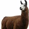 AmaLama