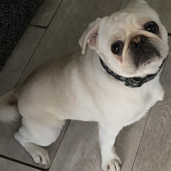 teddy the pug