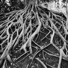 Roots and Trees