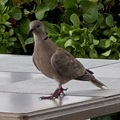 pigeon