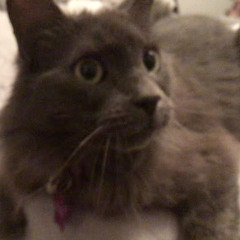 Paw Finch ✩
