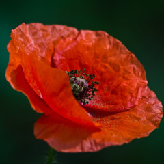 Poppy