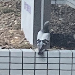 凡裁忍術