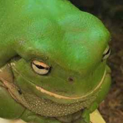 Frog Beans