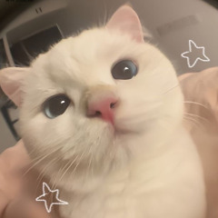 hyalicesleepᶻ 𝗓 𐰁