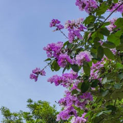 Giai Điệu Thư Giãn