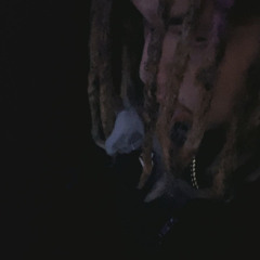 Squidbabii