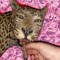 cheetahblunt$