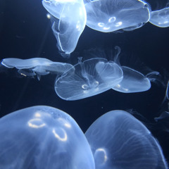 ecstasine