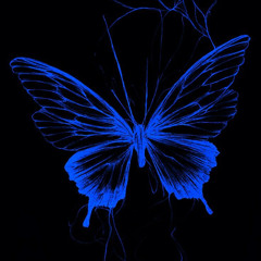 🦋