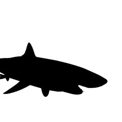 AustinYinYangShark22